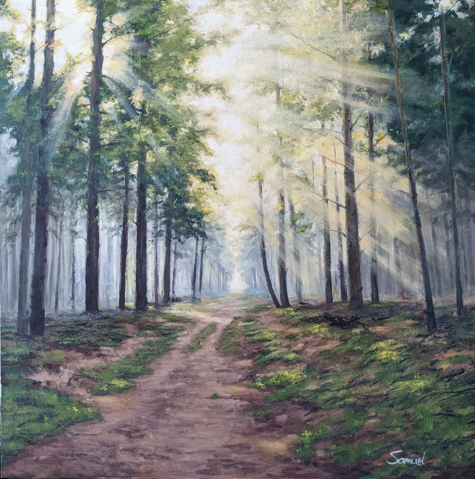 Early morning walk in the forest