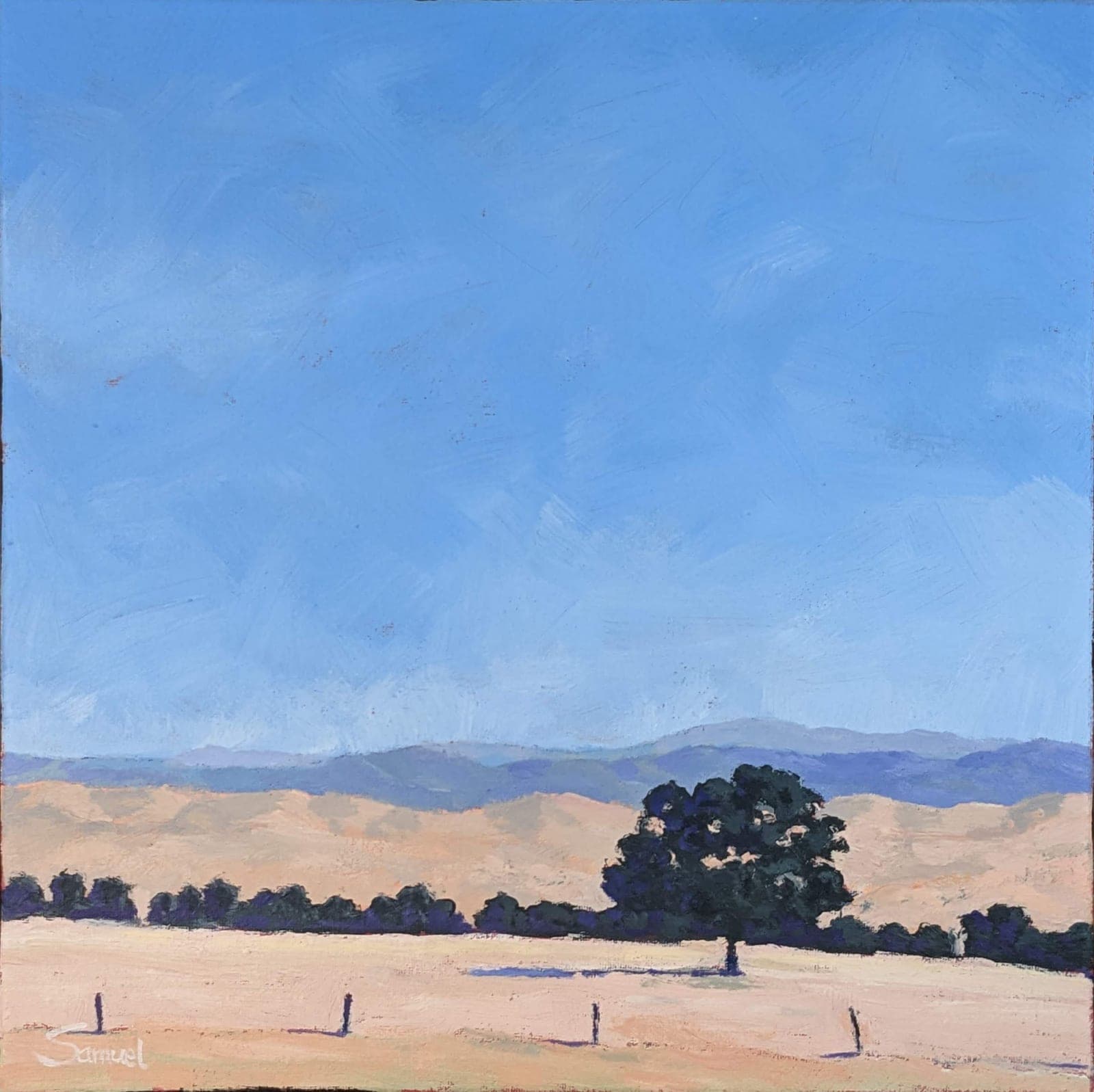 Lone oak in sun drenched California grasslands